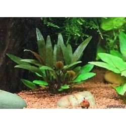 Cryptocoryne beckettii viridifolia