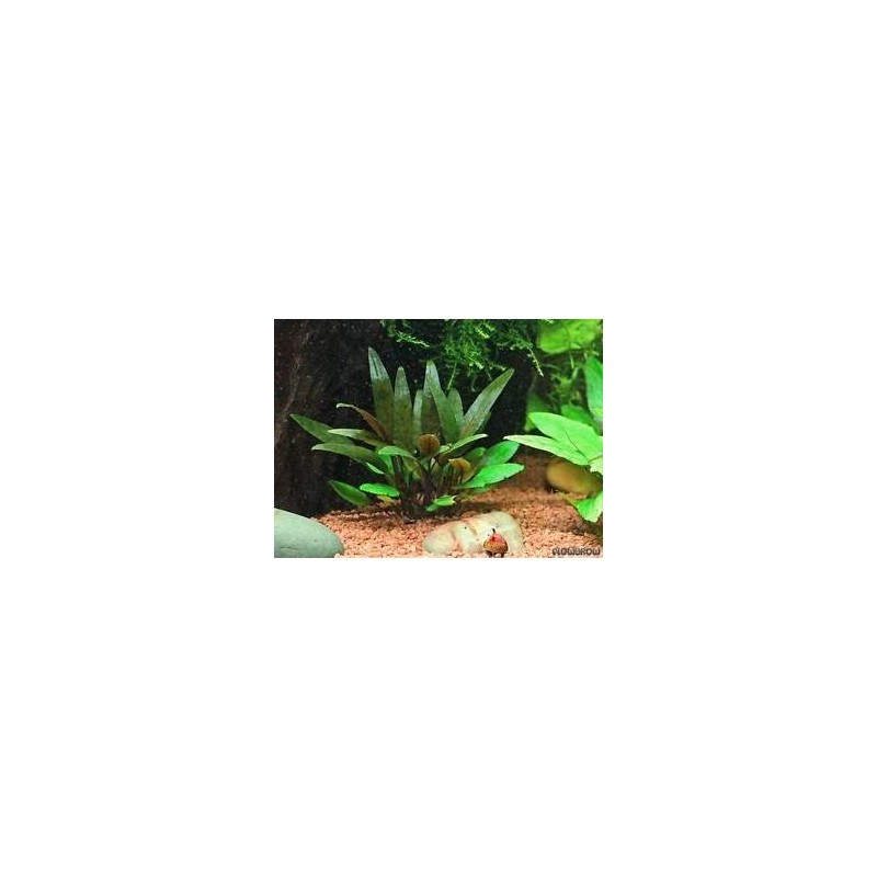 Cryptocoryne beckettii viridifolia