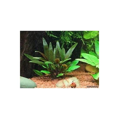 Cryptocoryne beckettii viridifolia