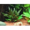 Cryptocoryne beckettii viridifolia