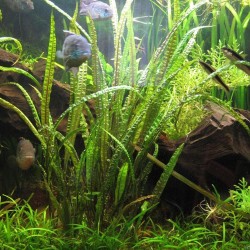 Cryptocoryne balansae