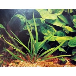Cryptocoryne costata