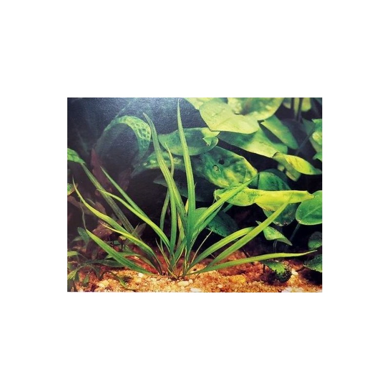 Cryptocoryne costata Cryptocoryne costata