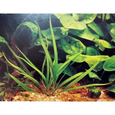 Cryptocoryne costata
