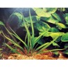 Cryptocoryne costata