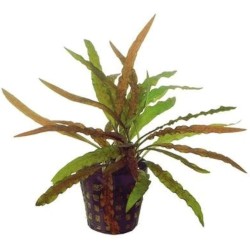 Cryptocoryne costata