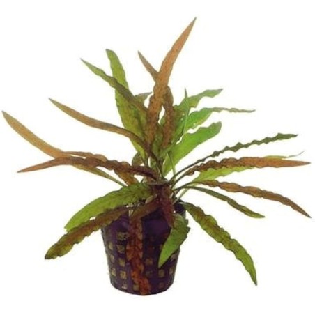 Cryptocoryne costata