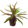 Cryptocoryne costata