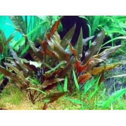 Cryptocoryne legroi