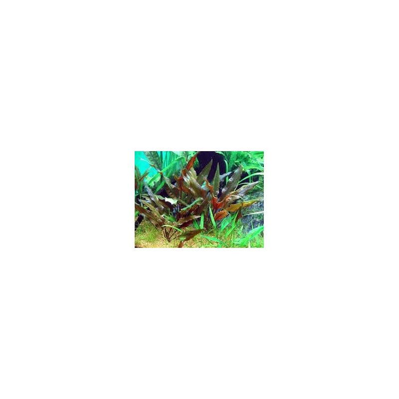 Cryptocoryne legroi Cryptocoryne legroi