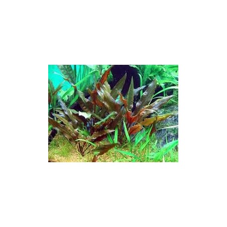 Cryptocoryne legroi