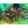 Cryptocoryne legroi