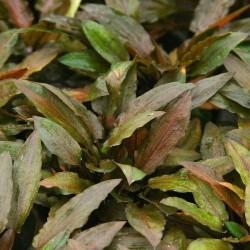 Cryptocoryne legroi
