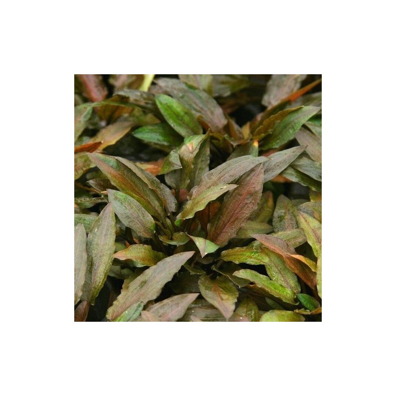 Cryptocoryne legroi