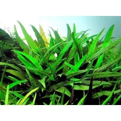 Cryptocoryne lucens