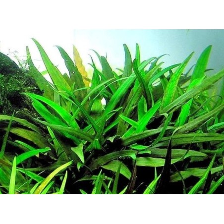 Cryptocoryne lucens