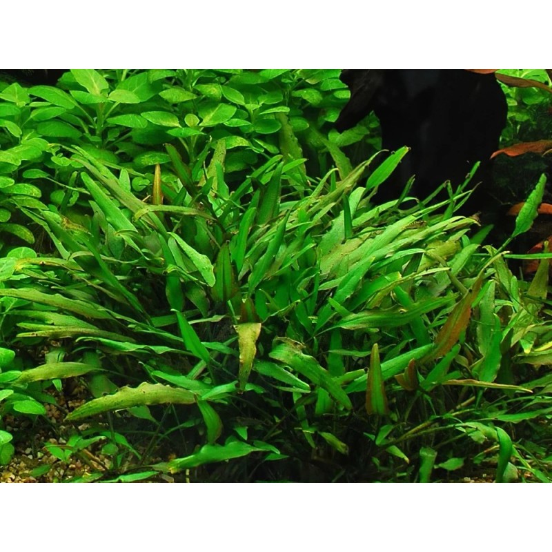 Cryptocoryne lucens