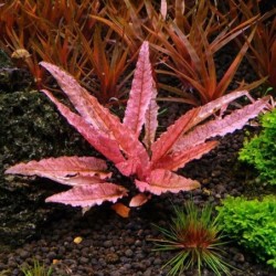 Cryptocoryne flamingo