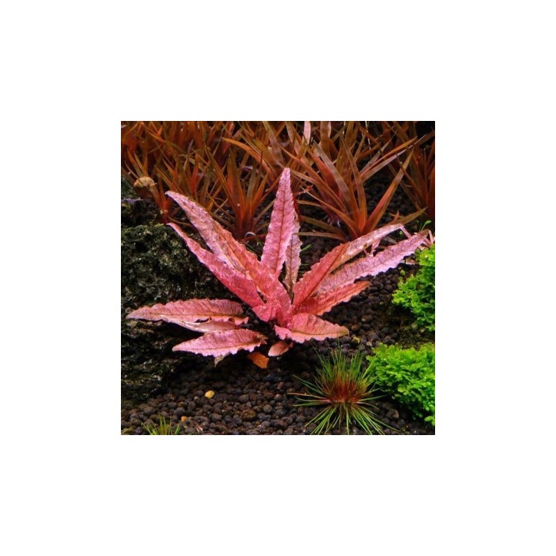 Cryptocoryne flamingo Cryptocoryne flamingo