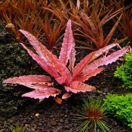 Cryptocoryne flamingo