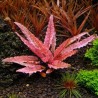 Cryptocoryne flamingo