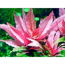 Cryptocoryne flamingo