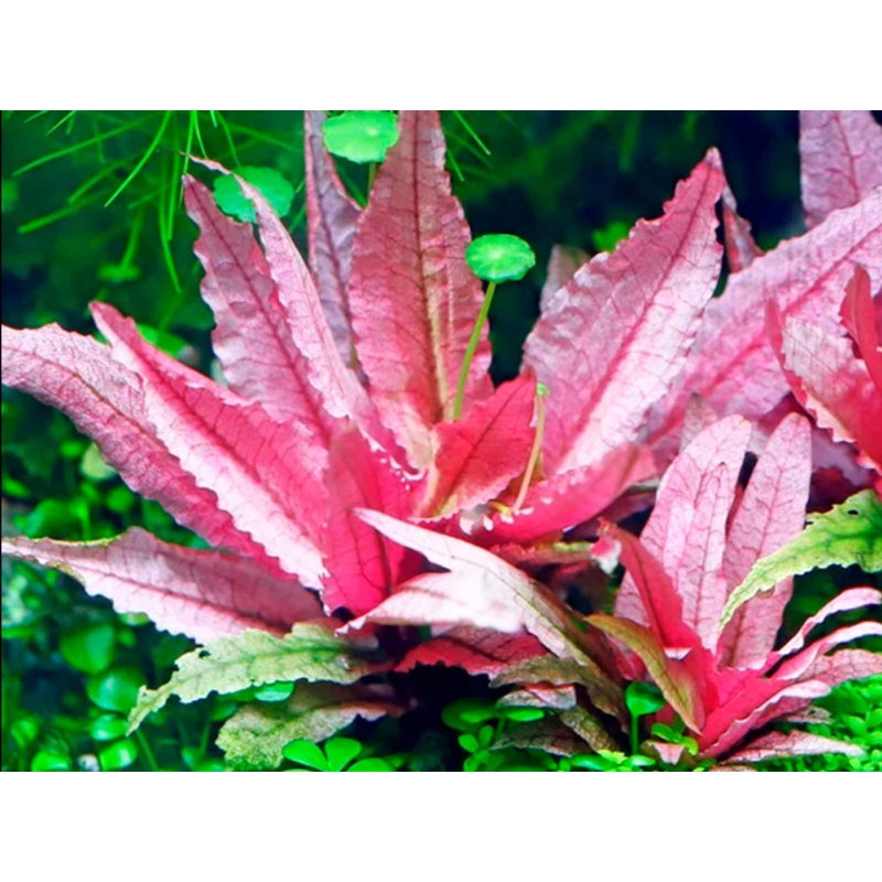 Cryptocoryne flamingo