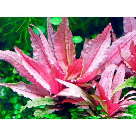 Cryptocoryne flamingo