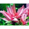 Cryptocoryne flamingo