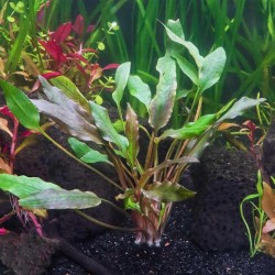 Cryptocoryne lutea