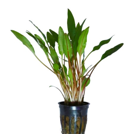 Cryptocoryne lutea