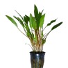 Cryptocoryne lutea