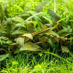 Cryptocoryne purpurea