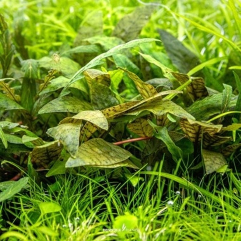Cryptocoryne purpurea Cryptocoryne purpurea