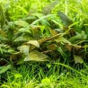 Cryptocoryne purpurea
