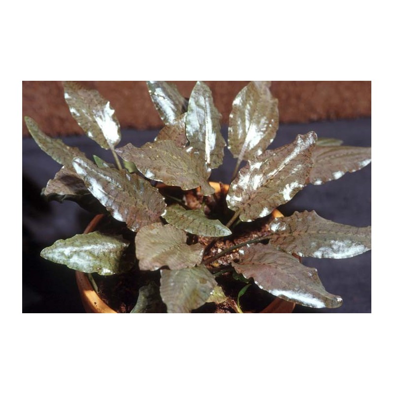 Cryptocoryne purpurea