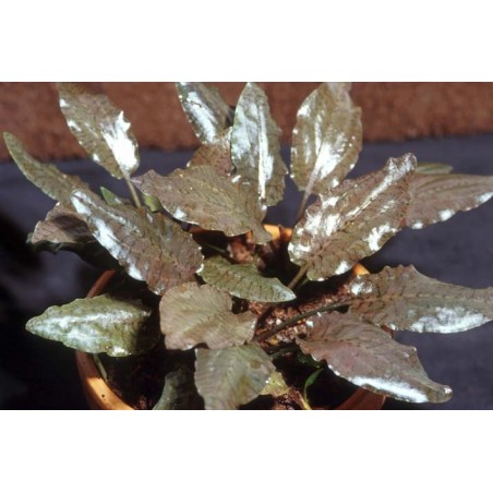 Cryptocoryne purpurea