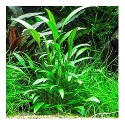 Cryptocoryne nevilli