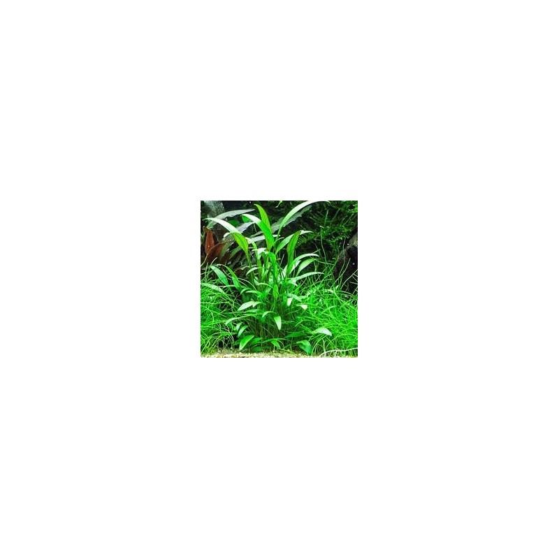 Cryptocoryne nevilli Cryptocoryne nevilli