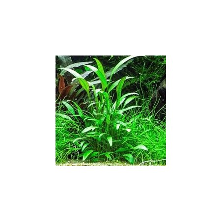 Cryptocoryne nevilli