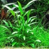 Cryptocoryne nevilli