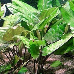 Cryptocoryne pontederiifolia