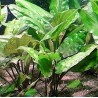 Cryptocoryne pontederiifolia