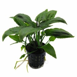 Cryptocoryne pontederiifolia