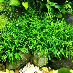 Cryptocoryne parva