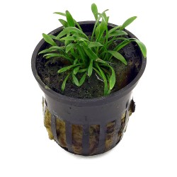 Cryptocoryne parva