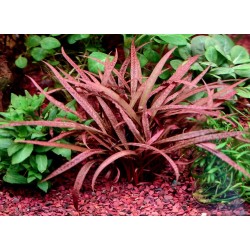 Cryptocoryne pink panther