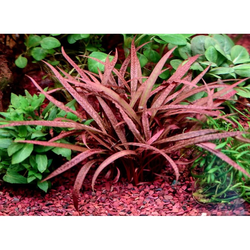 Cryptocoryne pink panther