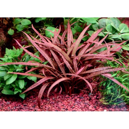 Cryptocoryne pink panther