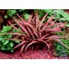 Cryptocoryne pink panther